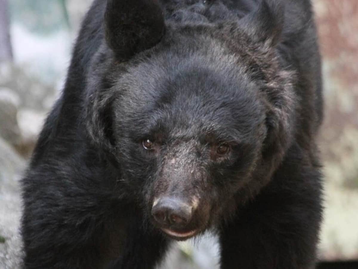 なぜ殺した？」スーパー侵入のクマめぐり苦情約70件 秋田市は困惑、理解求める（J-CASTニュース） - Yahoo!ニュース