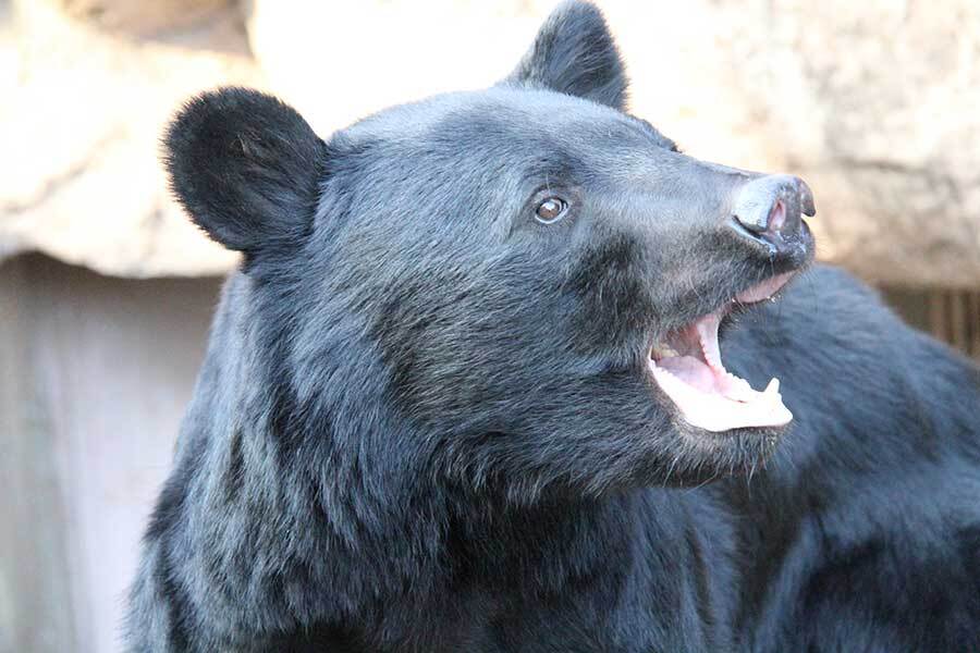 殺すのは非道」秋田のクマ駆除、抗議電話に地域差 県内からは励ましも「反対意見は都市部の方から」（ENCOUNT） - Yahoo!ニュース