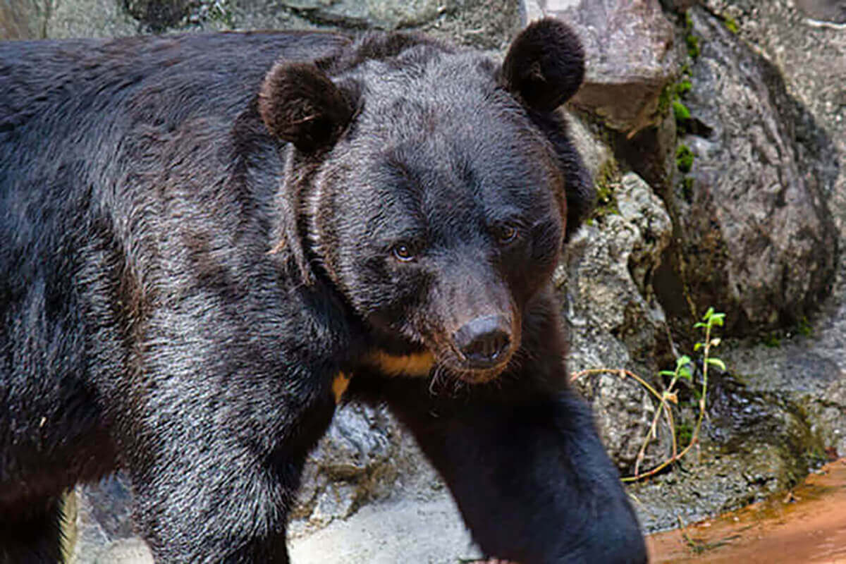 秋田のスーパーに居座ったクマは“生粋の都会育ち”か…専門家が明かすアーバンベアの進化 「山から下りてきた」のではなく「そもそも街で暮らしている」可能性（デイリー新潮）  - Yahoo!ニュース