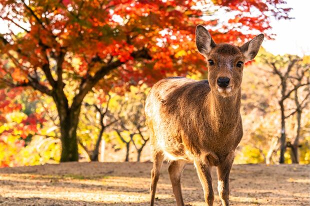 奈良公園の鹿