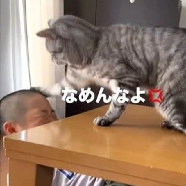 子どもに容赦ない元保護猫「ナメた事は許しません！」小3息子に猫パンチ なぜ？話を聞いた（まいどなニュース） - Yahoo!ニュース