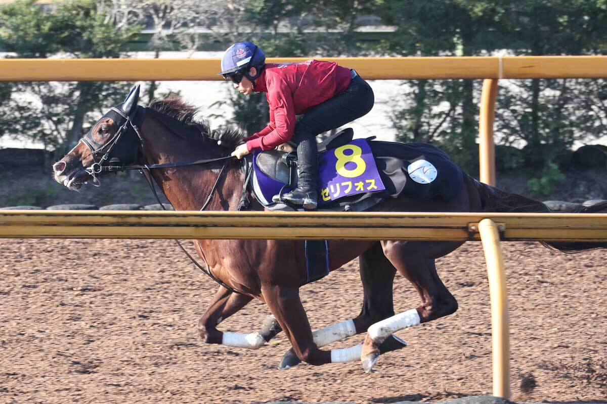 【阪神カップ】有力馬５頭の適性は？　京都外回りを攻略せよ！／坂上明大の重賞血統査定（東スポ競馬） - Yahoo!ニュース