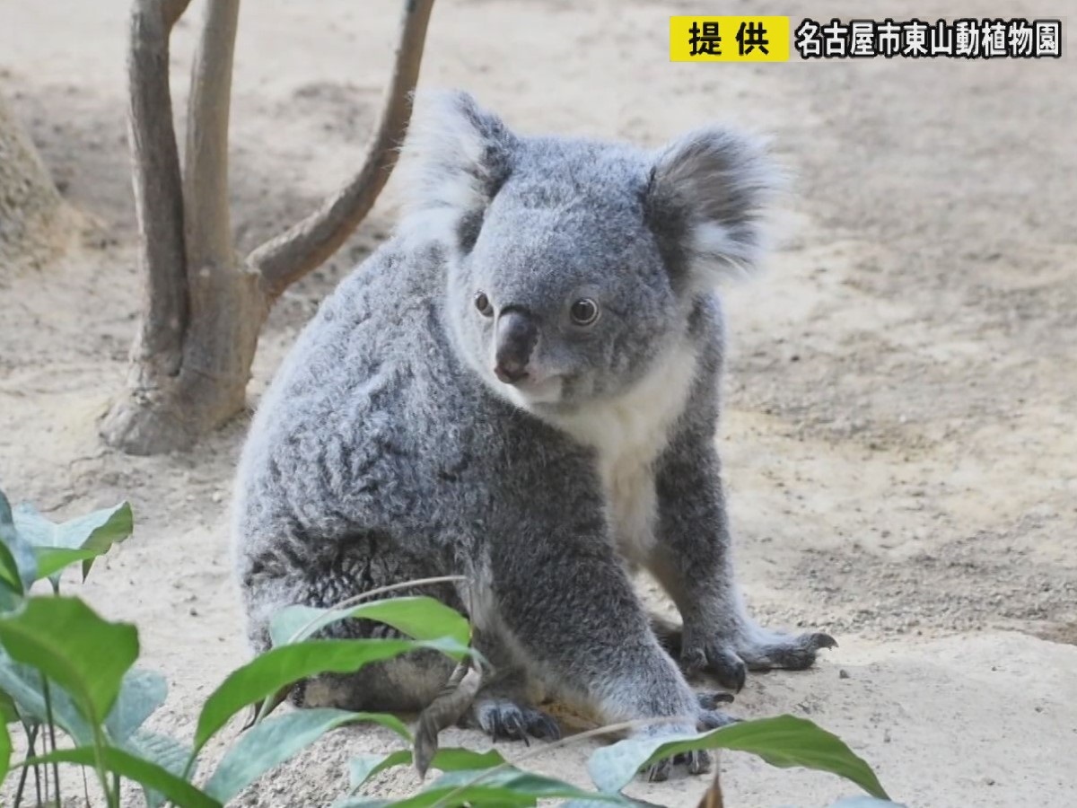 5頭の子をもうける…名古屋・東山動植物園のコアラ「ティリー