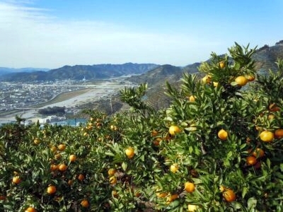 和歌山県産みかん・産出額9年連続で日本一(WBS和歌山放送ニュース)