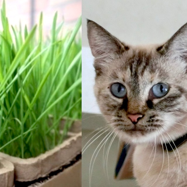 猫が「猫草」を食べる意外な理由←獣医学博士の研究結果「ねこ医学会」も注目（まいどなニュース） - Yahoo!ニュース