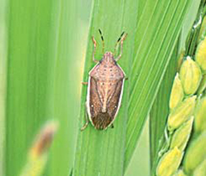 害虫イネカメムシの被害実態は？　8．2万粒を手作業で独自調査(日本農業新聞)