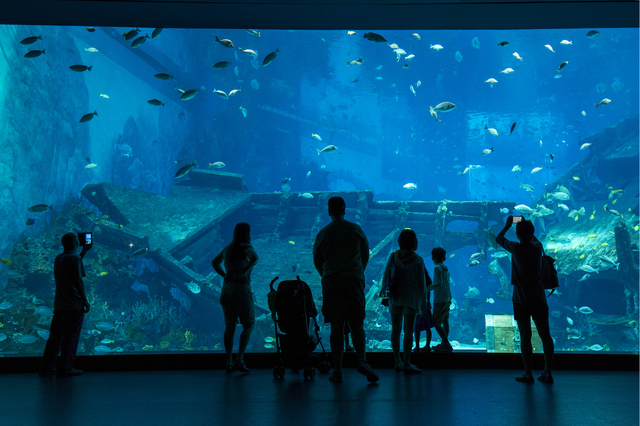 水族館でピースサインをする高齢男性と介護士