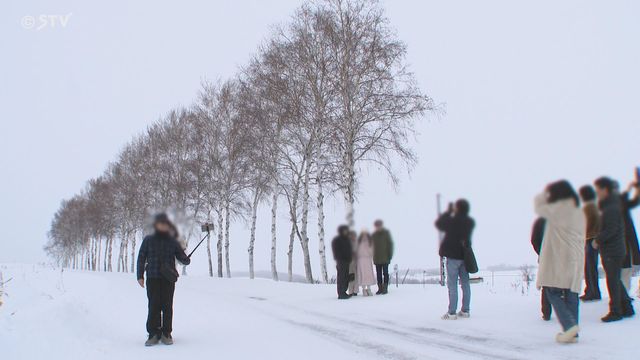 人気のシラカバ並木を伐採へ　観光客密集し通行に支障　オーバーツーリズムが問題　北海道美瑛町（STVニュース北海道） - Yahoo!ニュース