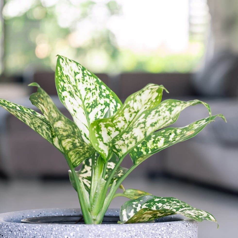 Akira 植物のある暮らし | 植物のある暮らし。 これだけ植物が