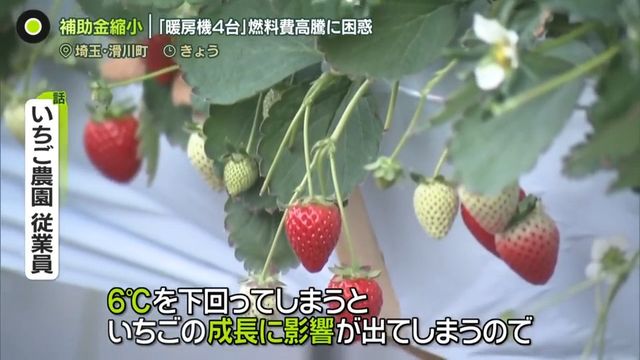 ハウス内でいちごを栽培する様子