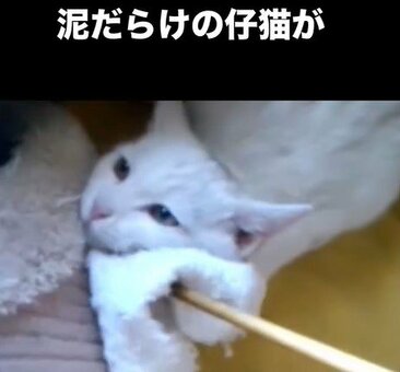 「野良猫がコッソリ裏庭に産んだ子猫」ガラケーに残された動画から10年…目頭が熱くなる成長姿に反響続々(LIMO)