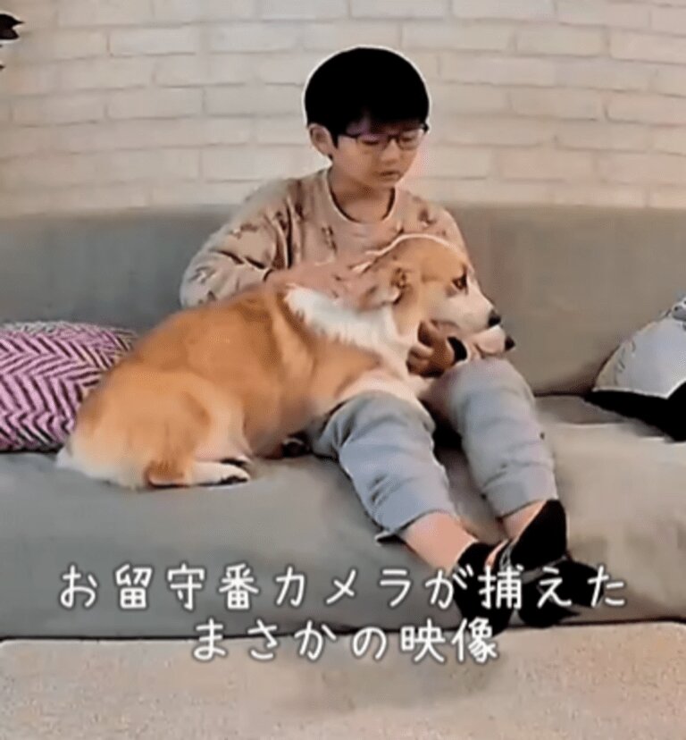 VLOGCAM:ZV-1でペットをもっと可愛く撮る方法 by コーギー犬ノエ