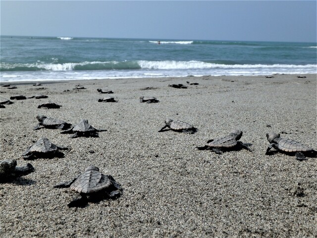 アカウミガメの産卵地、遠州浜海岸