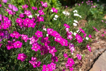 ガーデニング】小さい庭やプランターでずっと花が咲き続ける
