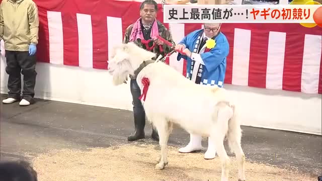 史上最高値でた！　南部家畜市場でヤギの初競り（沖縄テレビOTV） - Yahoo!ニュース