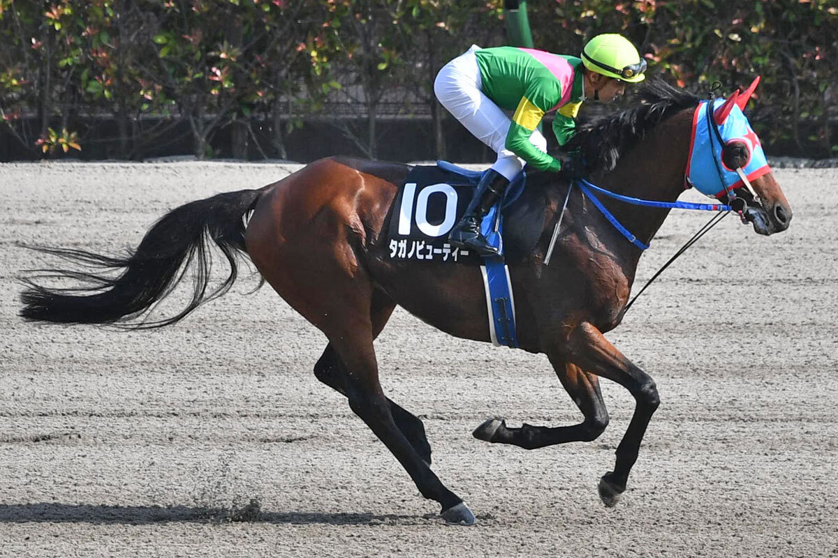 ８歳馬タガノビューティーがフェブラリーＳでの引退撤回　西園正都調教師「今年一年、続戦することになりました」（東スポ競馬） - Yahoo!ニュース