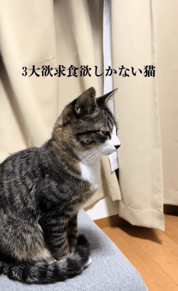 【オンライン限定商品】  食に貪欲な猫 ご飯が出てきた瞬間…！？「見事（笑）」「三毛 イラスト