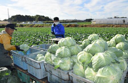 愛知県田原市の渥美半島での、冬キャベツの収穫の様子