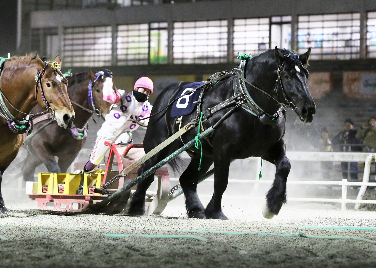 ばんえい・ポプラ賞】マルホンリョウユウが重賞3勝目…鈴木「今後 ばんえい・ポプラ賞】マルホンリョウユウが重賞3勝目…鈴木「今後