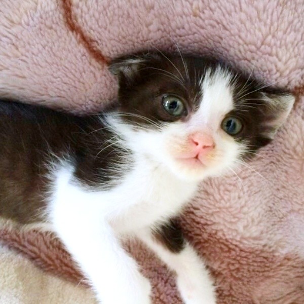 バックミラーに映った黒い影→目が塞がり、声も出せなかった子猫