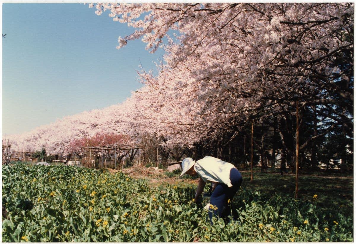国立ハンセン病資料館で「桜を植えた人びと -多磨全生園70年の桜