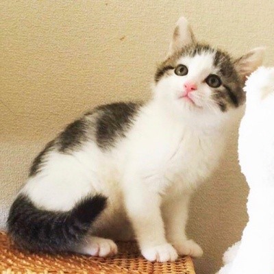 ②リボンねこちゃん 10匹 色々なねこちゃん - メルカリ