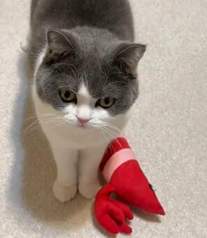疲れたぁ…」飼い主さんが呟くと 猫がとった“まさかの行動”に悶絶