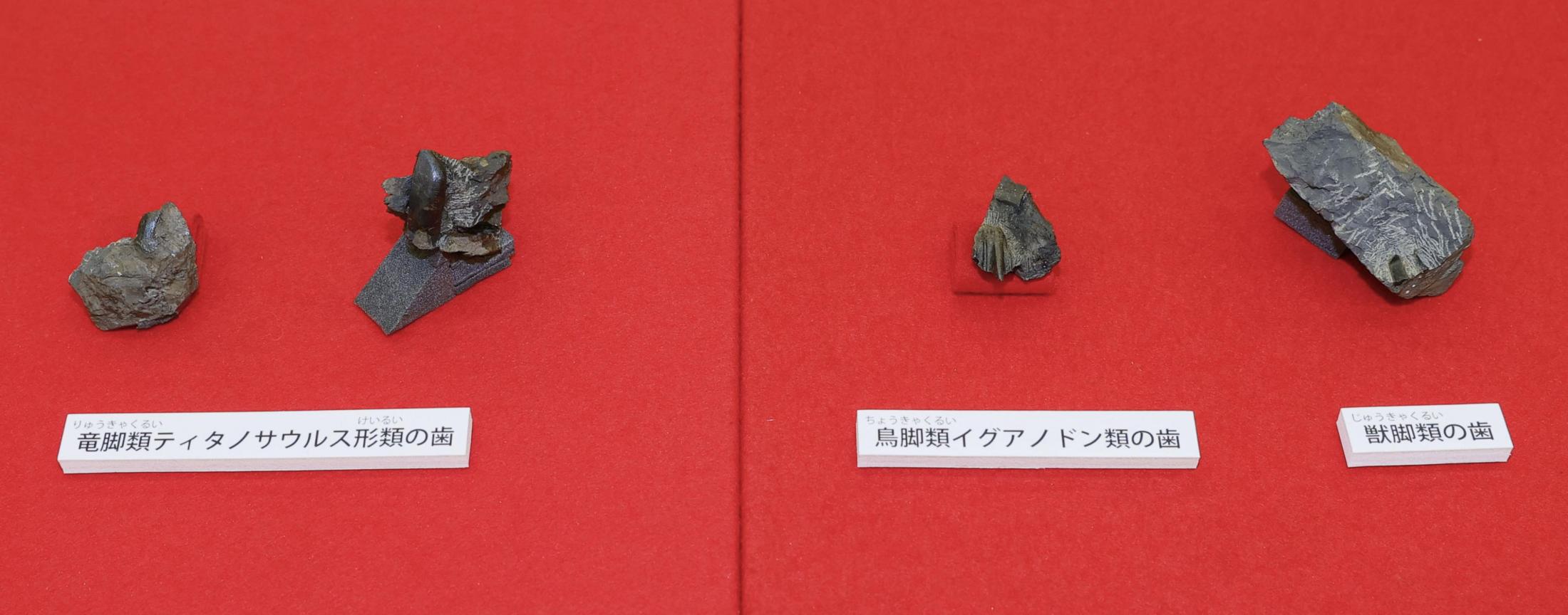 イグアノドン類の化石発見、徳島 国内最古級、歯の摩耗痕跡も