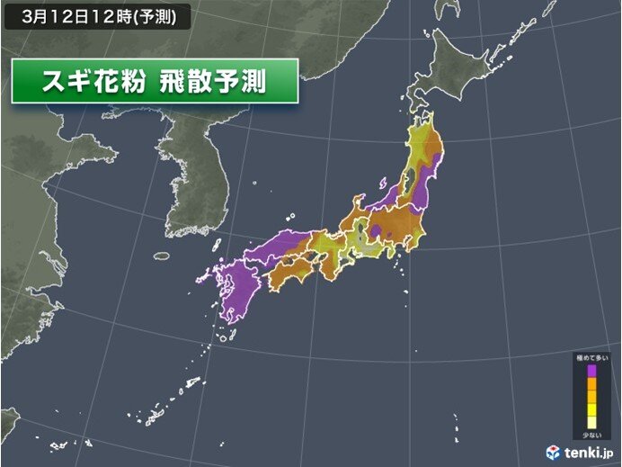 今日12日の花粉情報 スギ花粉の飛散がピーク 曇りや雨でも万全な