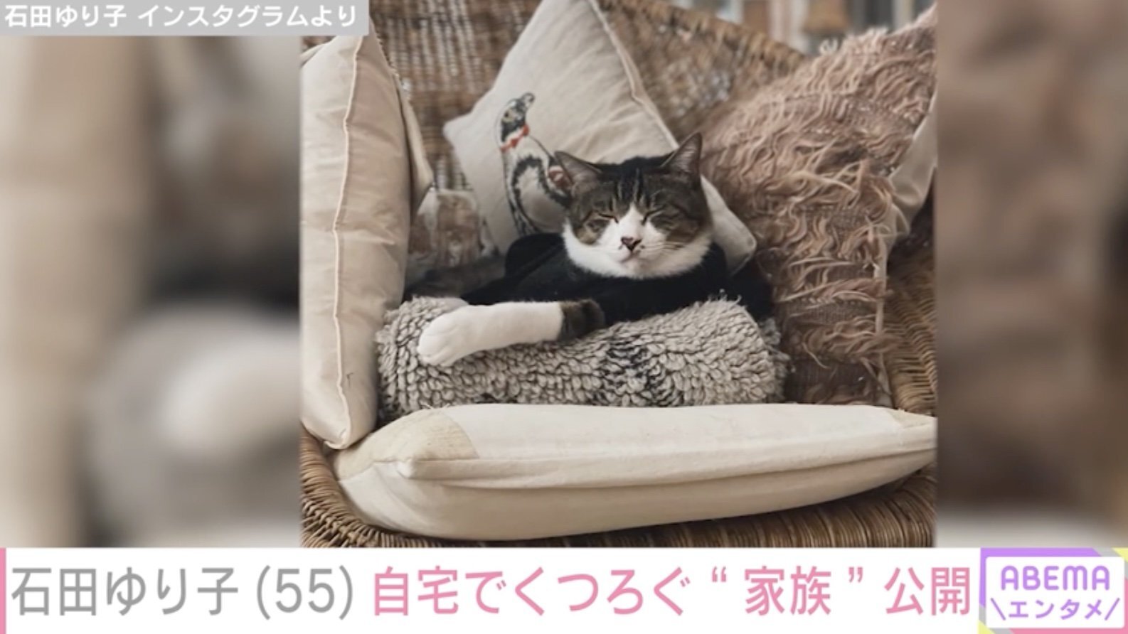 Amazon.co.jp: 猫 かご アフリカ 民藝 猫ちぐら 石田ゆり子 さん