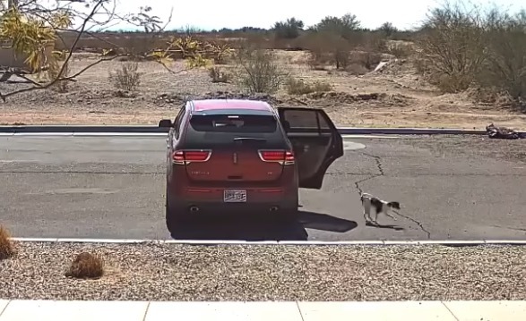 alt="車から降りて、すぐに車の後を追いかける犬の姿"