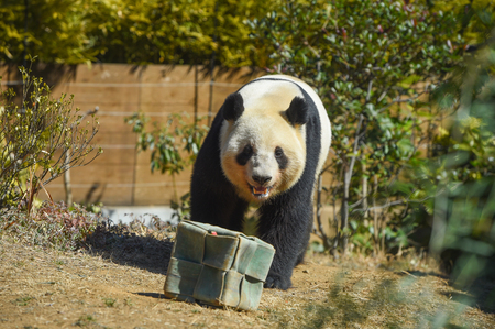 上野動物園が3歳の双子パンダに「両親の糞」を投入…その“意外な