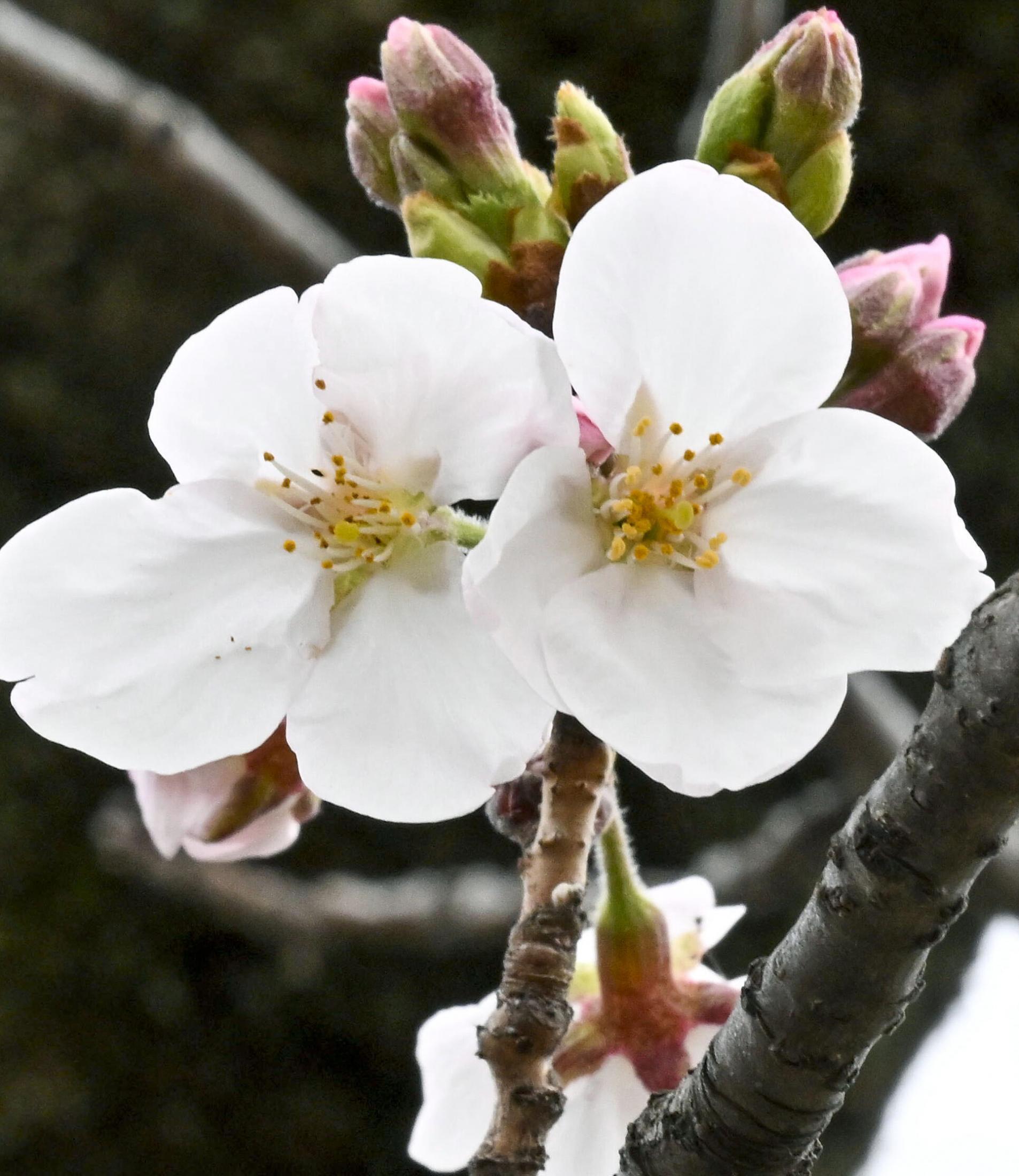 枯れない桜の下で 有里咲　SP sddefault.jpg