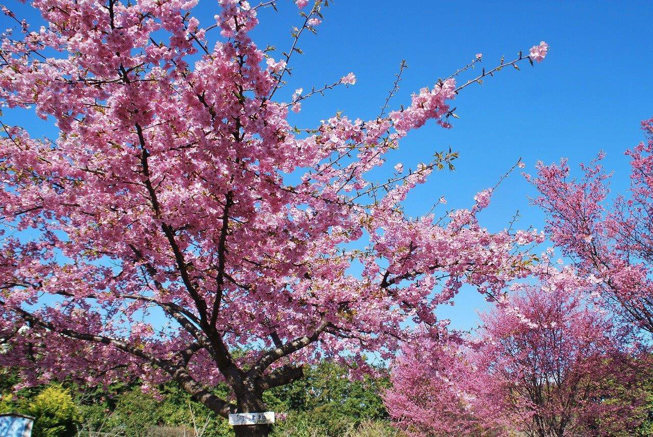野川の桜ライトアップ 2025｜少佐のノオト