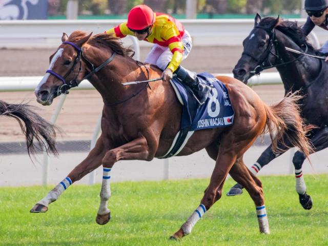 タイムセール 探し方 高松宮記念史上3組目の父仔Vへ 16年覇者の仔が豪華3頭出しで偉業 コレクション