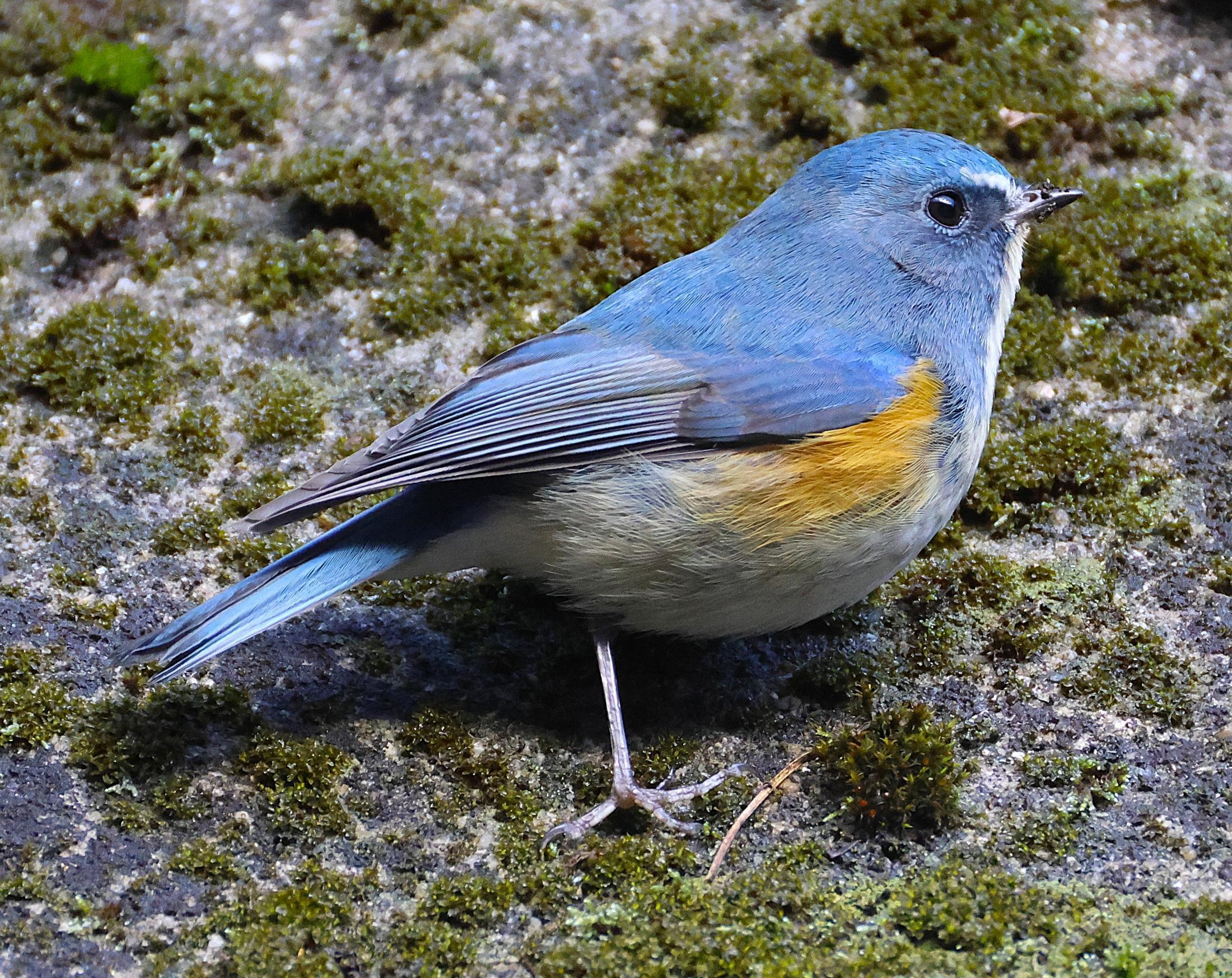 ルリビタキとウソ 木彫りの野鳥 ありがとう358さま専用品（この