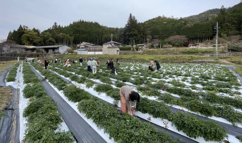 歴史を紡いできた現代の薬草〜世界のトレンドとしていま熱く注目 歴史を紡いできた現代の薬草〜世界のトレンドとしていま熱く注目