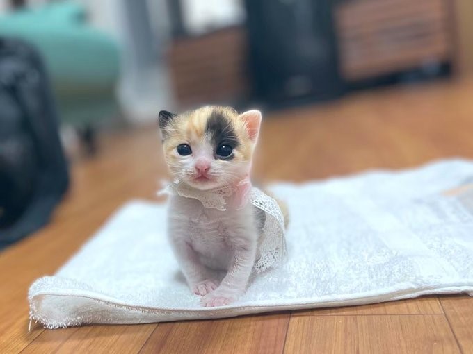 バブみ”がたまらん…！民家の庭で産まれた赤ちゃん三毛猫→数年後