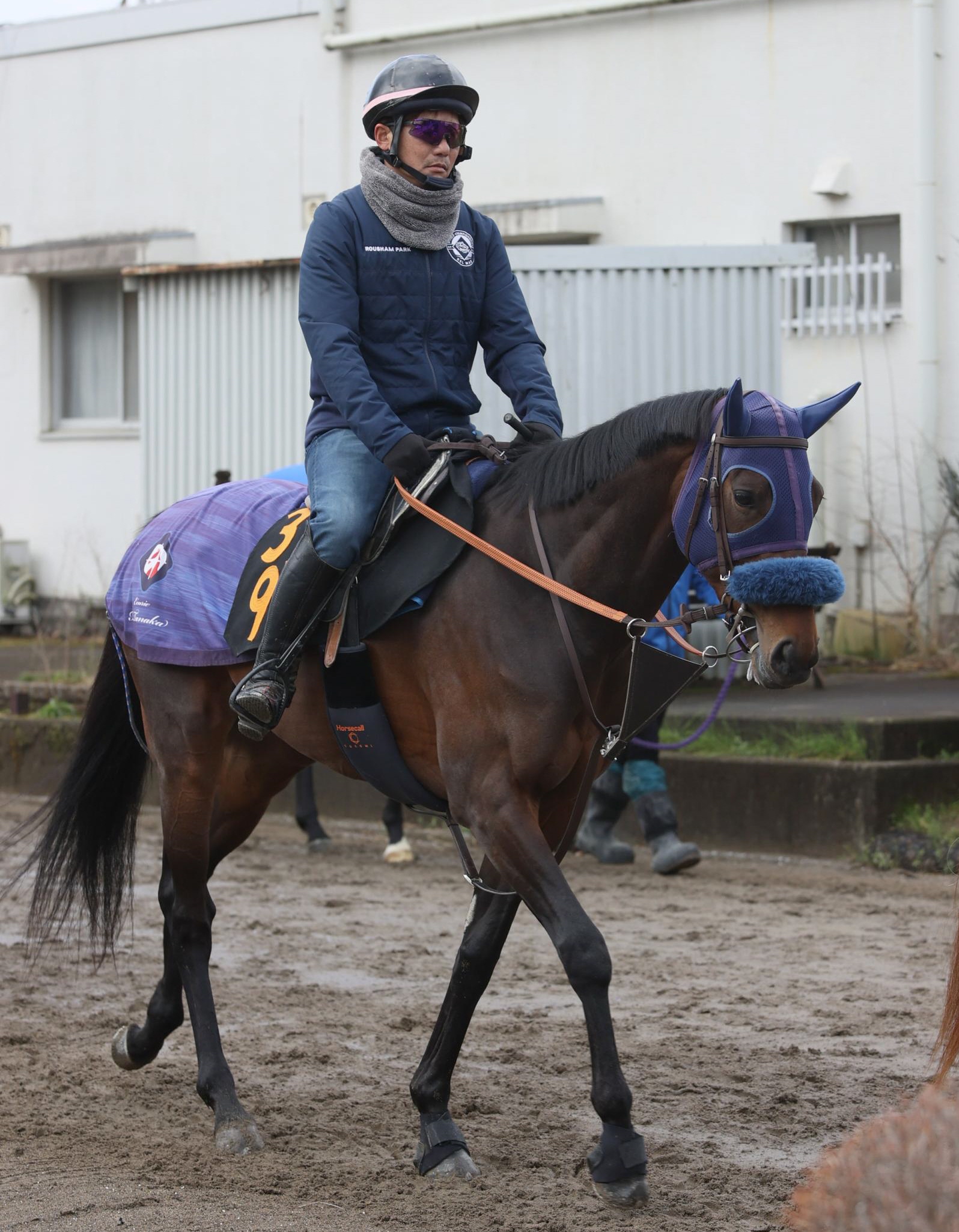 阪神＆中山の危険な人気馬】キングノジョー 阪神11R・毎日杯