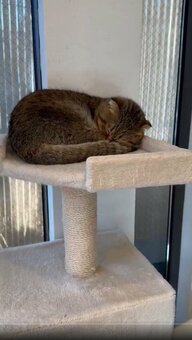 昼寝中の猫ちゃんが見せた完璧なシンクロ！思わず笑顔になる姿に