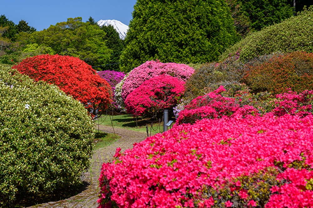 関東各地の魅力的なフラワーイベント7選！今年の春はどの花の