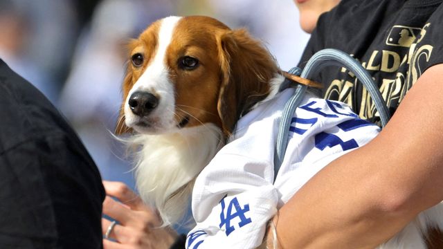 大谷翔平 デコピンへのお土産に犬のぬいぐるみをおねだりしお