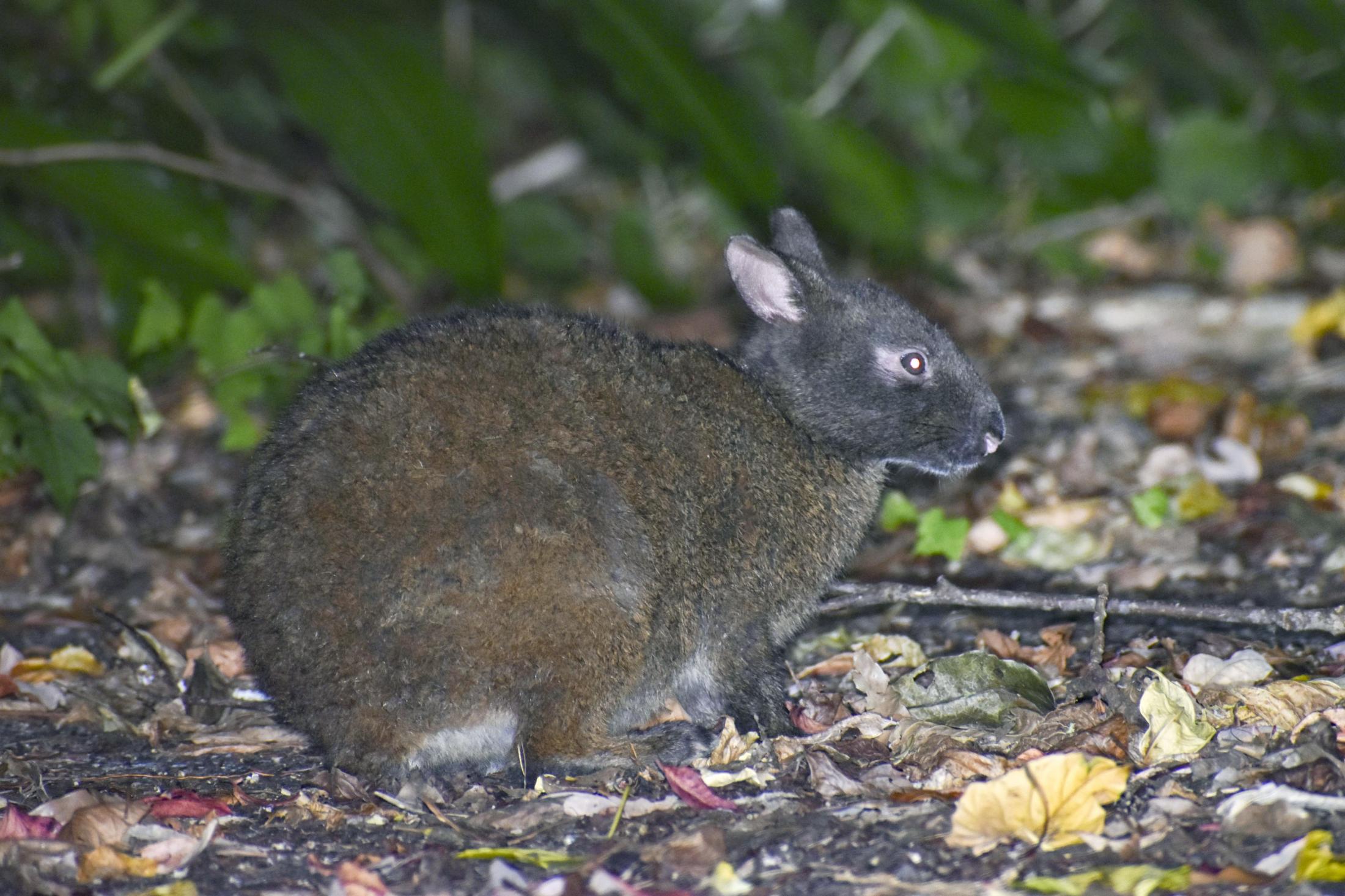 岸本ウラチ　アマミノクロウサギ アマミノクロウサギ - Wikipedia