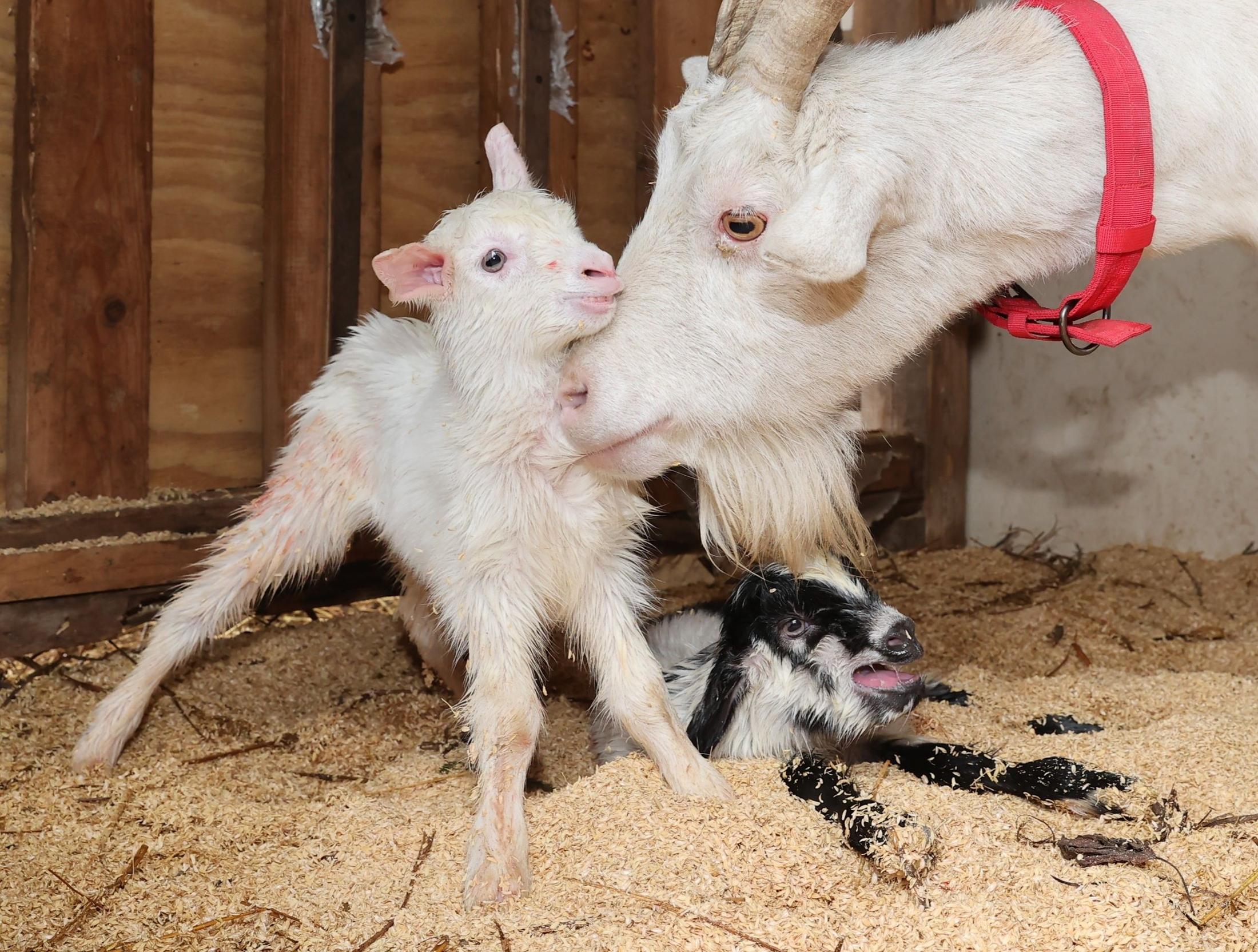 春の訪れ ヤギの赤ちゃん誕生ラッシュ 飼い主「無事に生まれて
