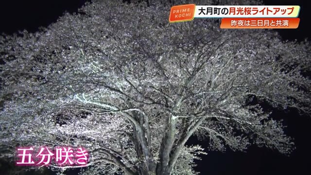 月光桜8F 2018年cherry blossoms in the moonlight 花見客が帰っ