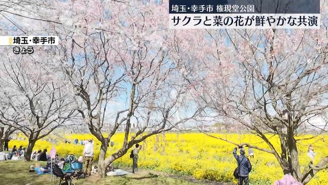 立体絵画の「権現堂公園の桜と菜の花」 権現堂公園の桜と菜の花 絵画