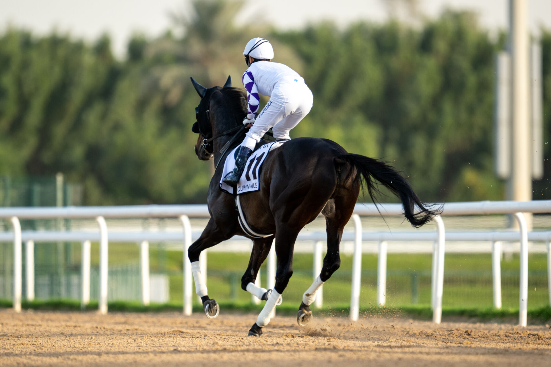 ゴドルフィンマイル】藤岡佑「やりたい競馬は出来た」ペプチド ゴドルフィンマイル】藤岡佑「やりたい競馬は出来た」ペプチド