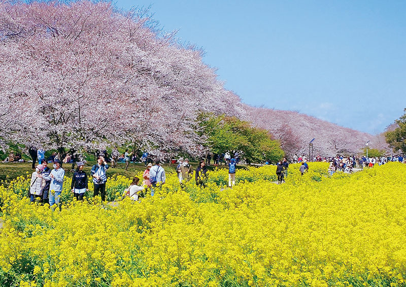 権現堂公園の桜と菜の花