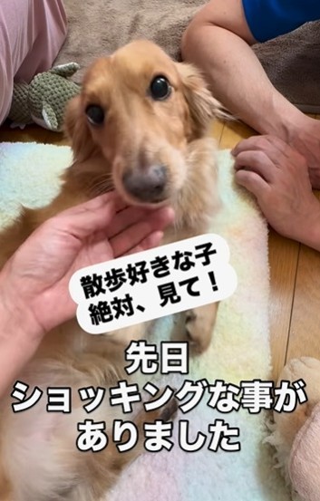 ドッグマッサージ師」に愛犬の「散歩2カ月禁止」と告げられ ドッグマッサージ師」に愛犬の「散歩2カ月禁止」と告げられ