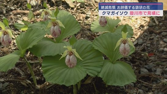 クマガイソウが静岡・掛川市で見頃 環境省のレッドリストで絶滅 クマガイソウが静岡・掛川市で見頃 環境省のレッドリストで絶滅